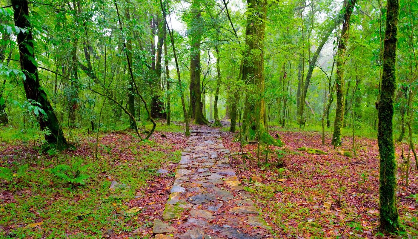 Mawphlang Sacred Groves
